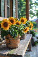 Semente Girassol Anão de Jardim