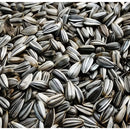 Semente Girassol Anão de Jardim